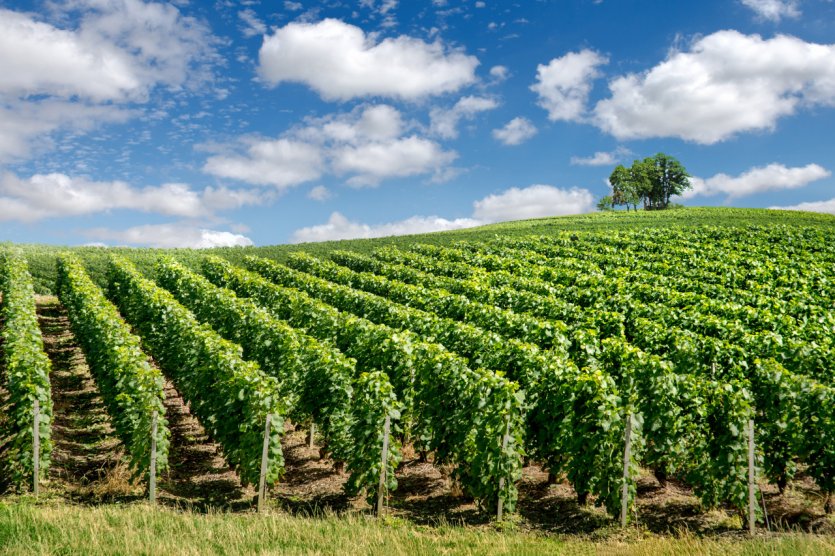 Vignes de la montagne de Reims.