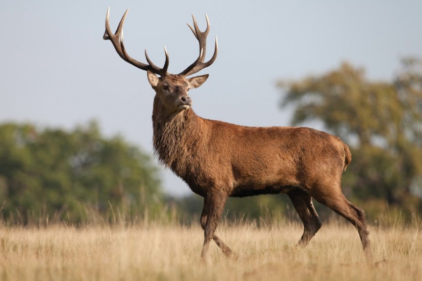 <p>Cerf élaphe.</p>