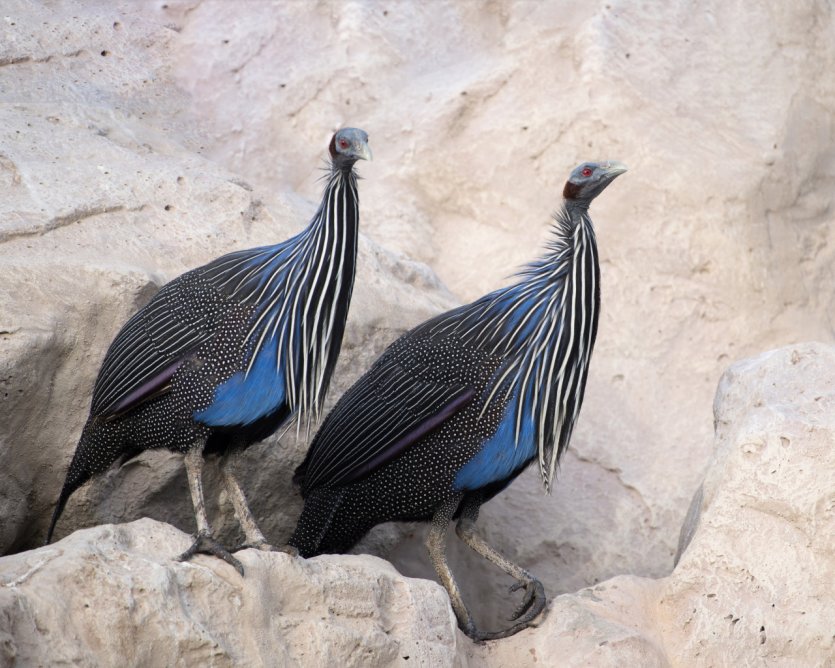 Réserve de vie sauvage d'Al Areen.