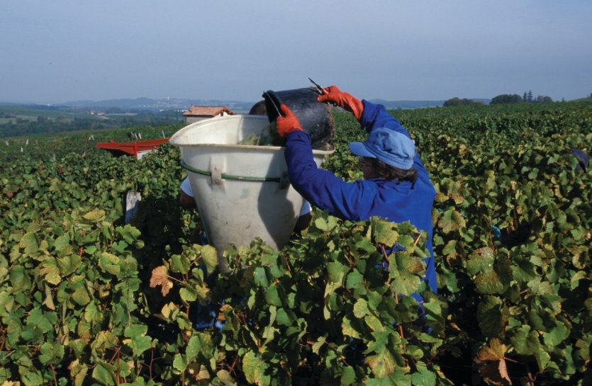 Vendanges à Savagnin