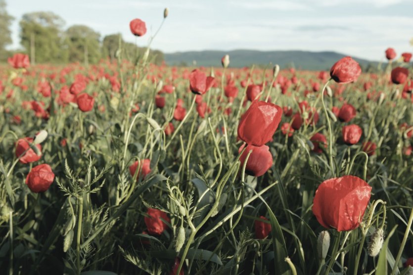 Champs de coquelicots.