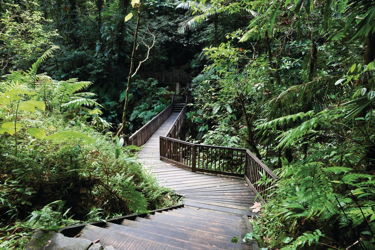 Chemin menant aux chutes du Carbet.