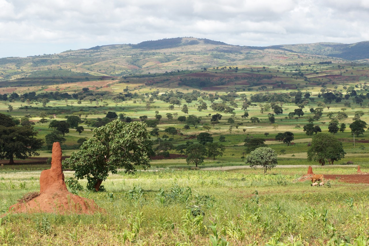 Paysage de Yabelo.