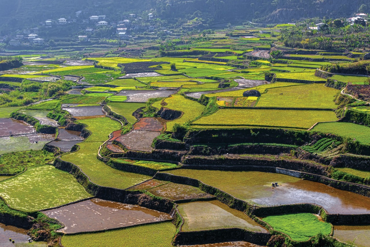 Rizières en terrasses de Sagada.