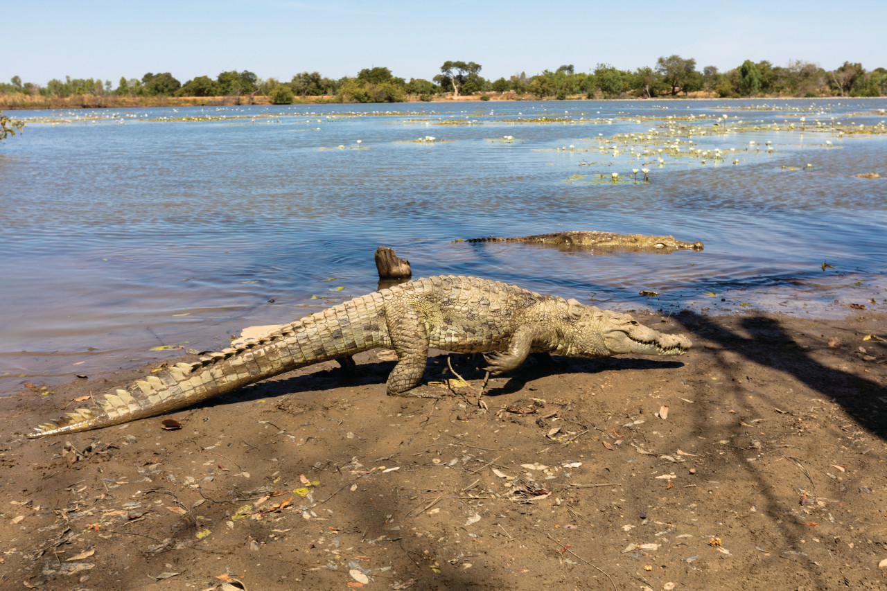 Mare aux crocodiles sacrés.