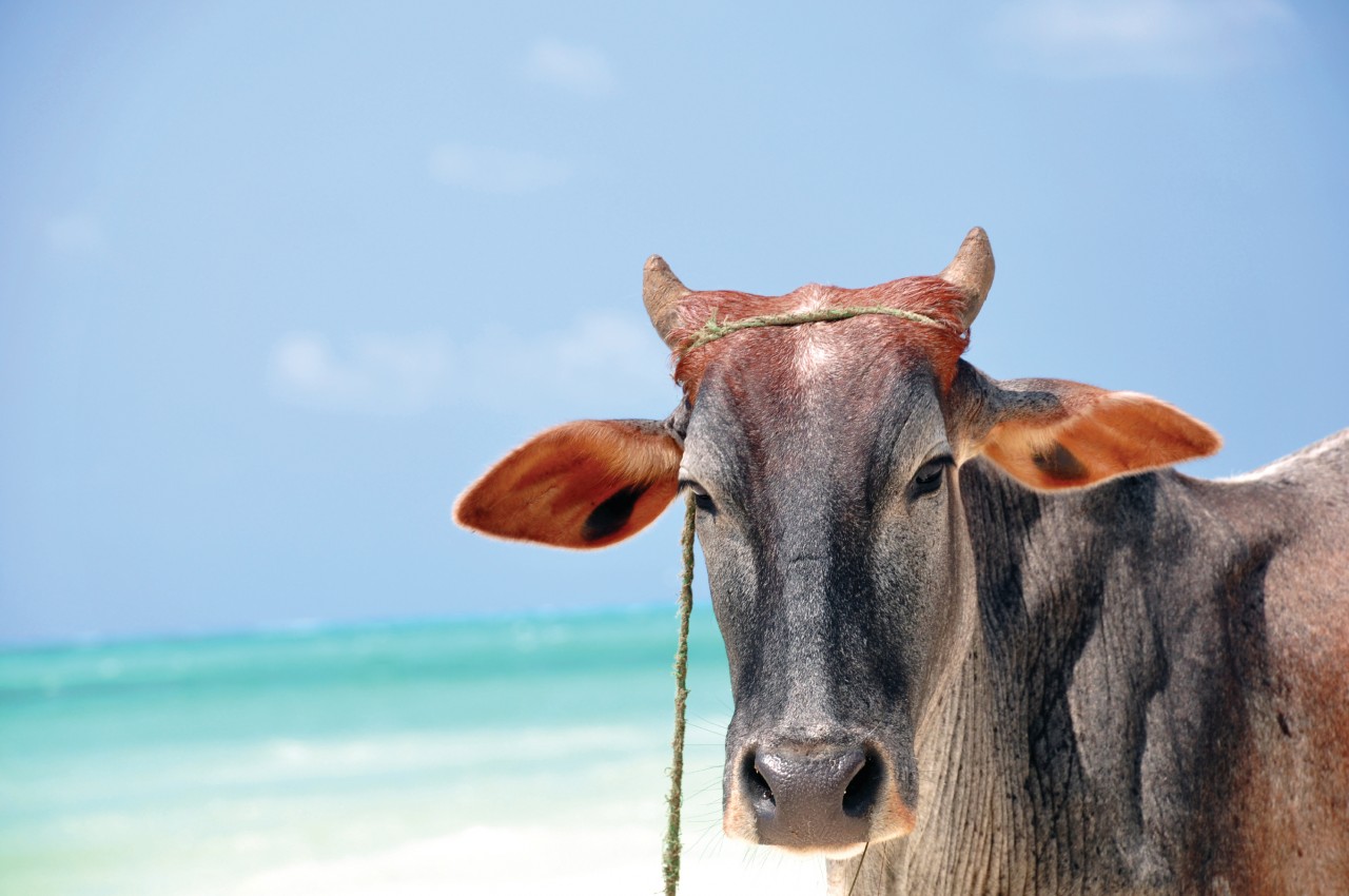 Vache sur la plage de Nungwy.