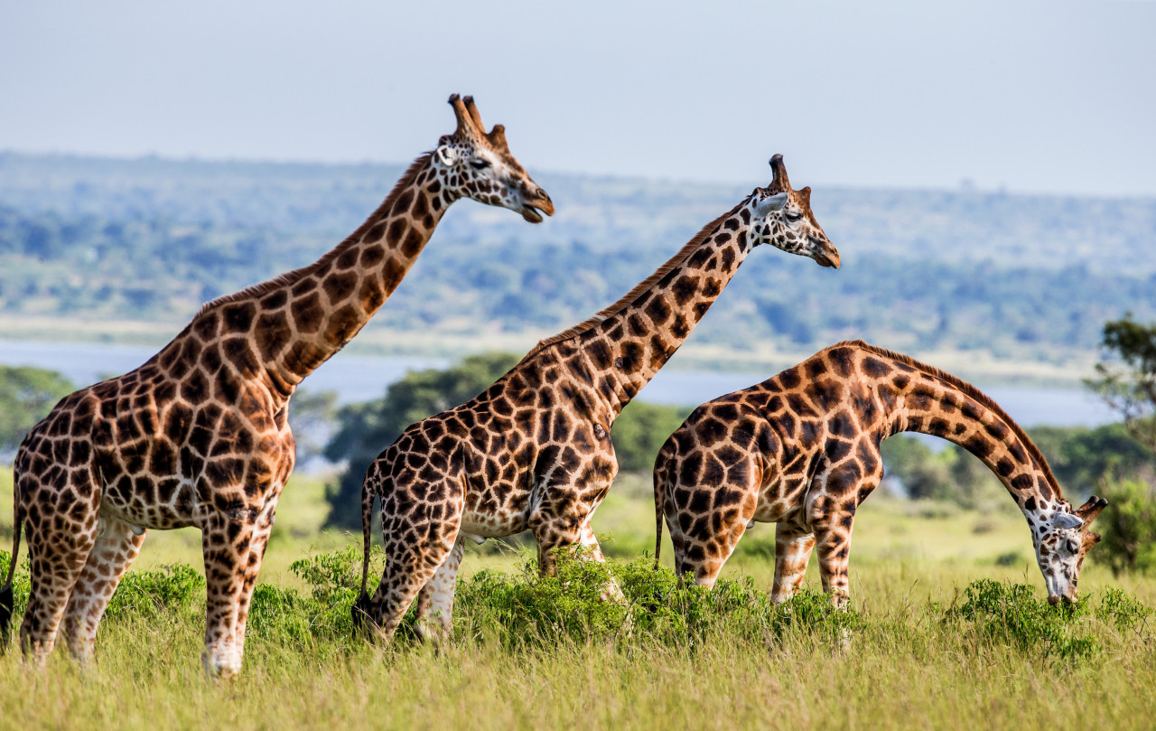 Girafes du Murchison Falls National Park.