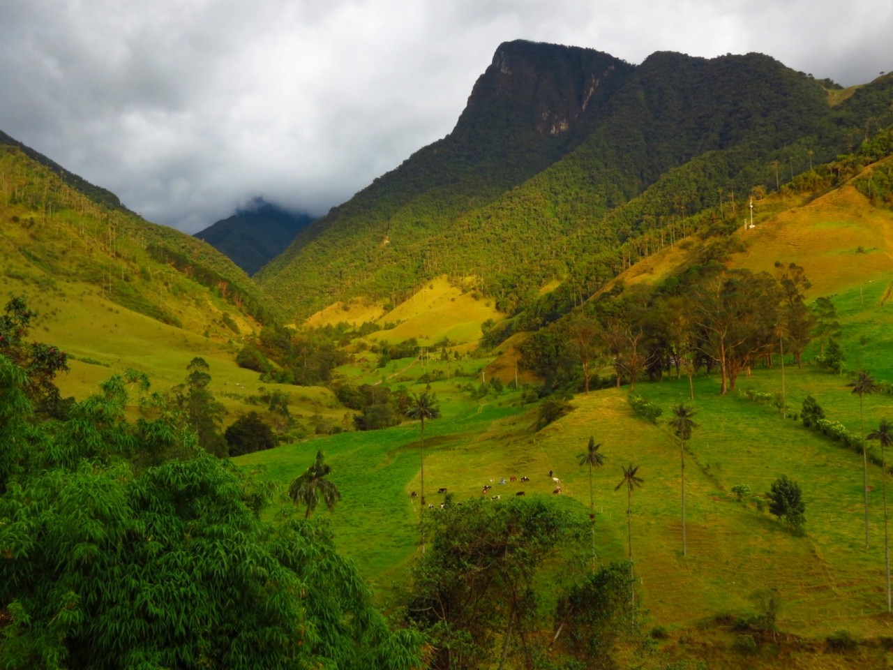 La vallée de Cocorá près de Salento.