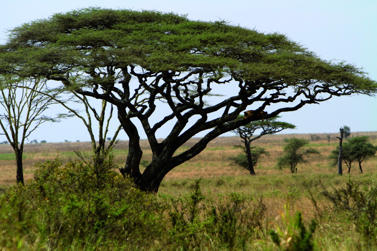 Parc National du Serengeti