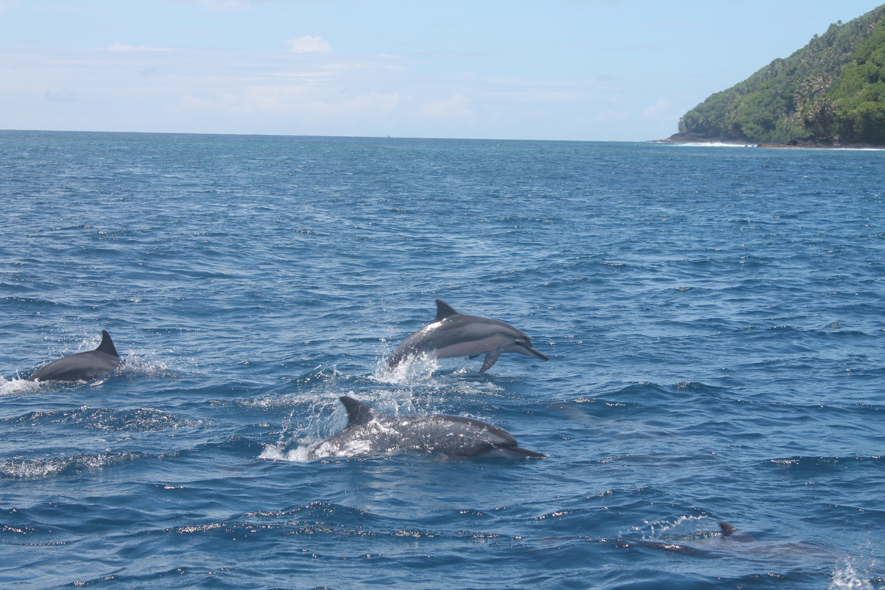 Rencontre avec les dauphins