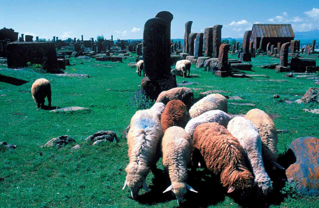 Moutons paissant parmi les khatchkars de Noradouz.