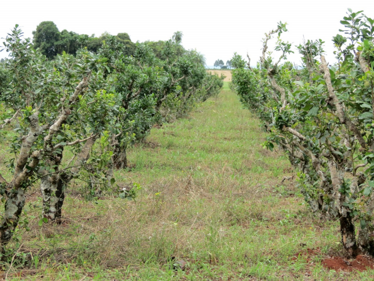 Plantation de yerba mate, Itapúa.