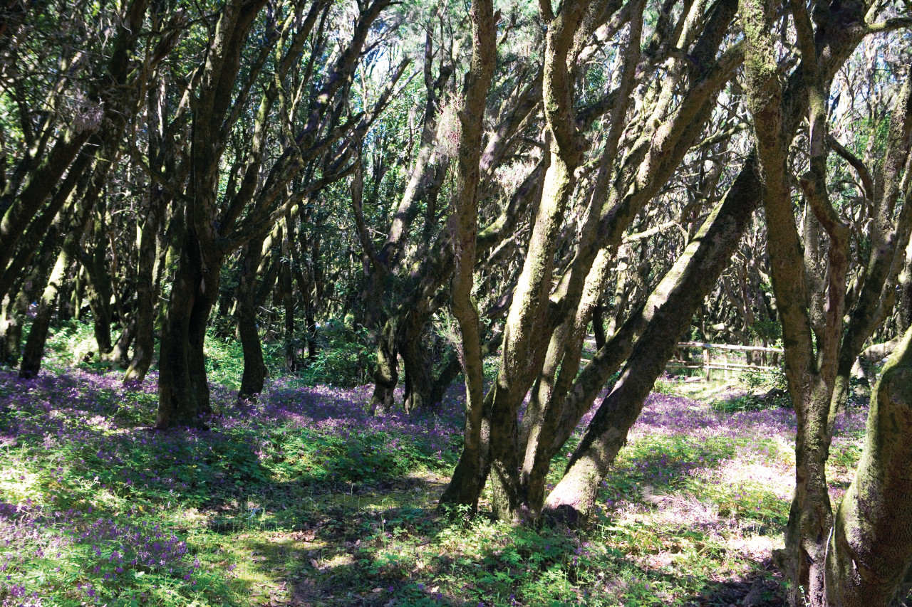 Lauresilva (laurier sylvestre), Boque del Cedro.