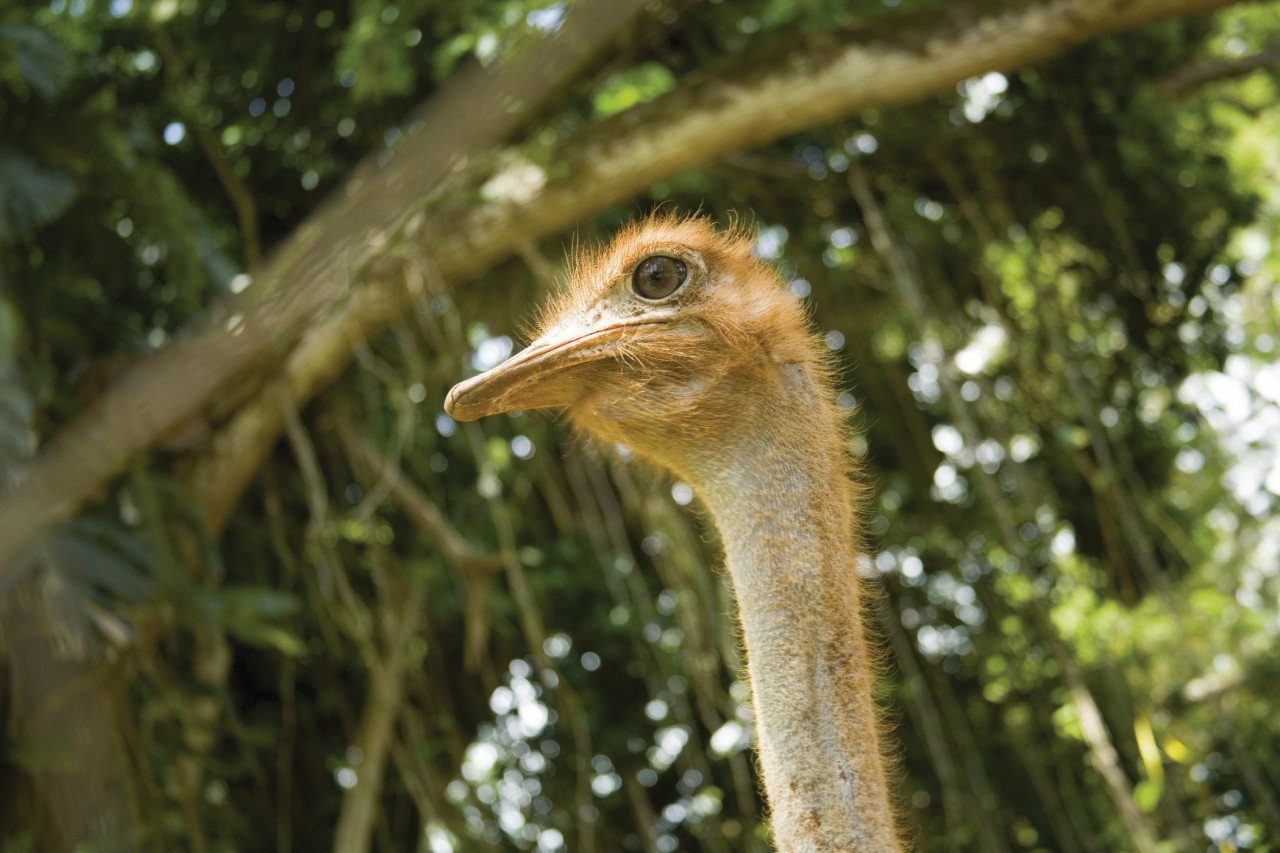 Découvrez la faune et la flore de Prospect Plantation.