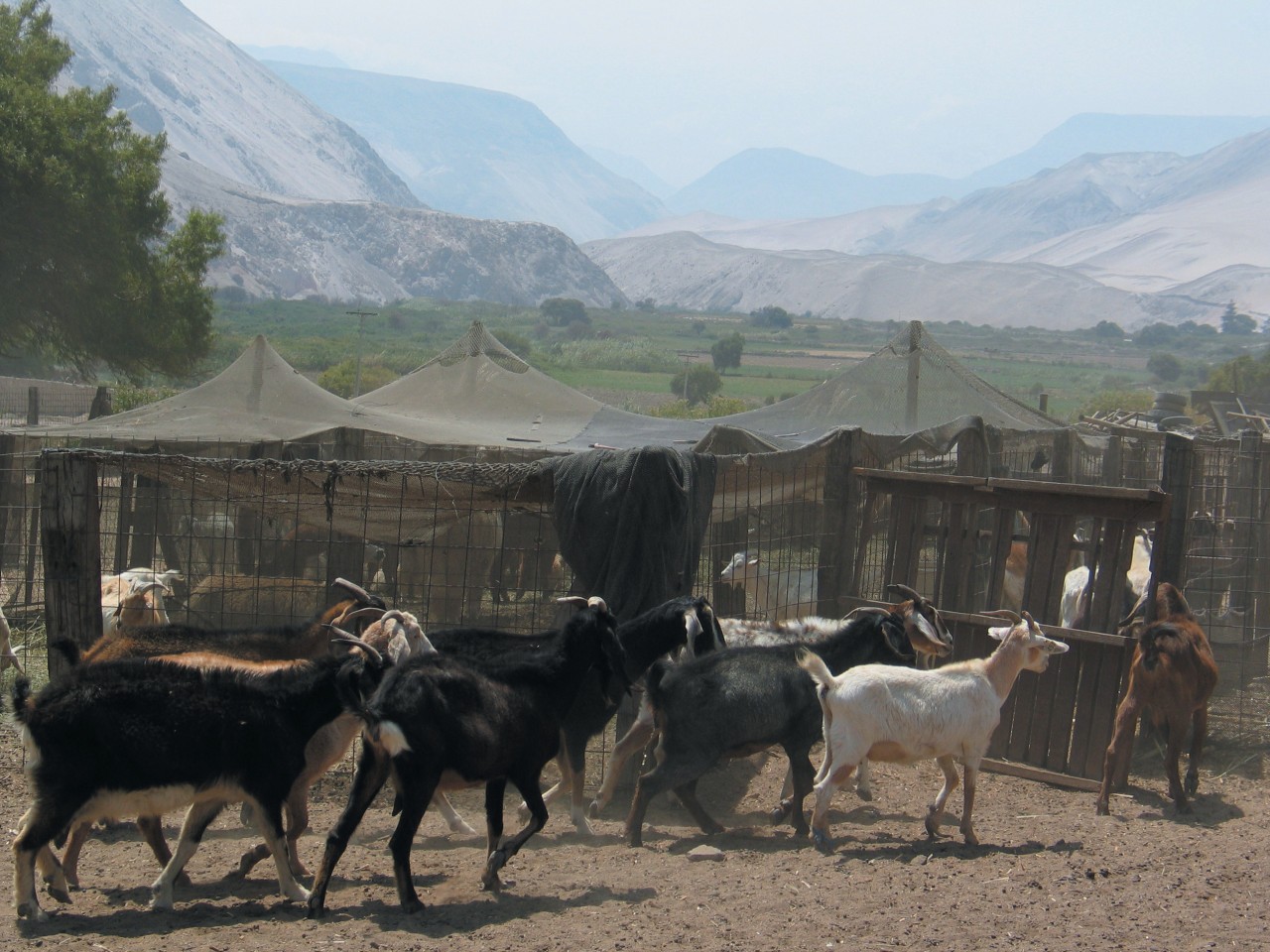 Troupeau de chèvre dans la Vallée d'Azapa