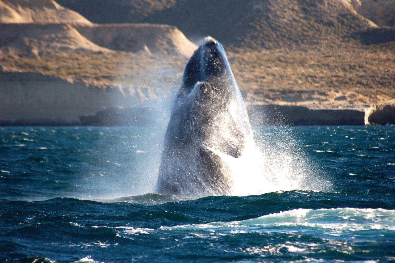 Baleine franche australe de Puerto Madryn.