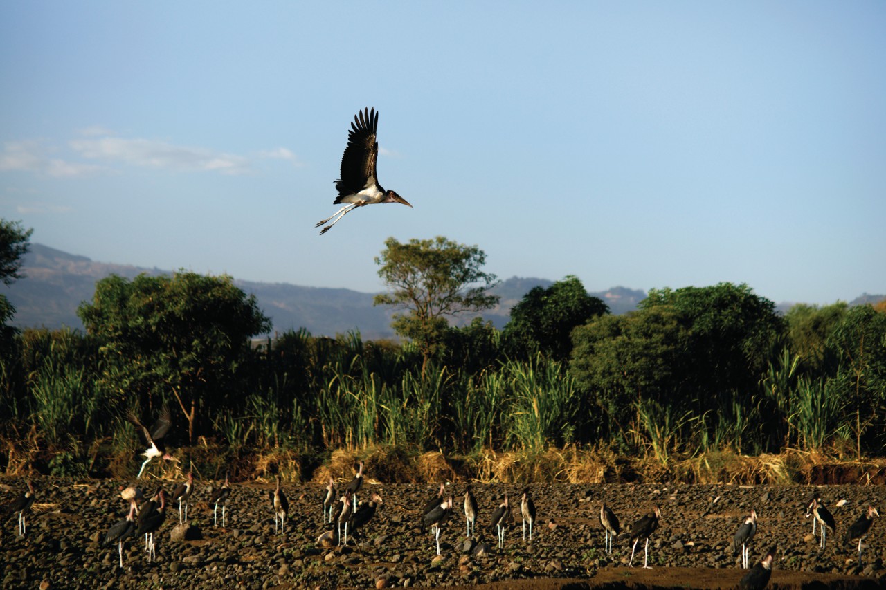 Oiseaux de la rivière d'Arba Minch.