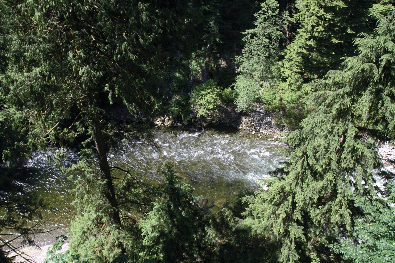 Parcours de randonnée au sommet des arbres sur le site de Capilano Suspended Bridge.