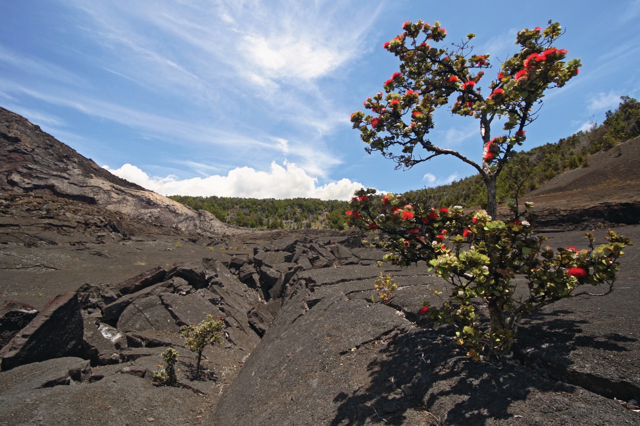 Ohia Lehua sur le volcan Kīlauea.