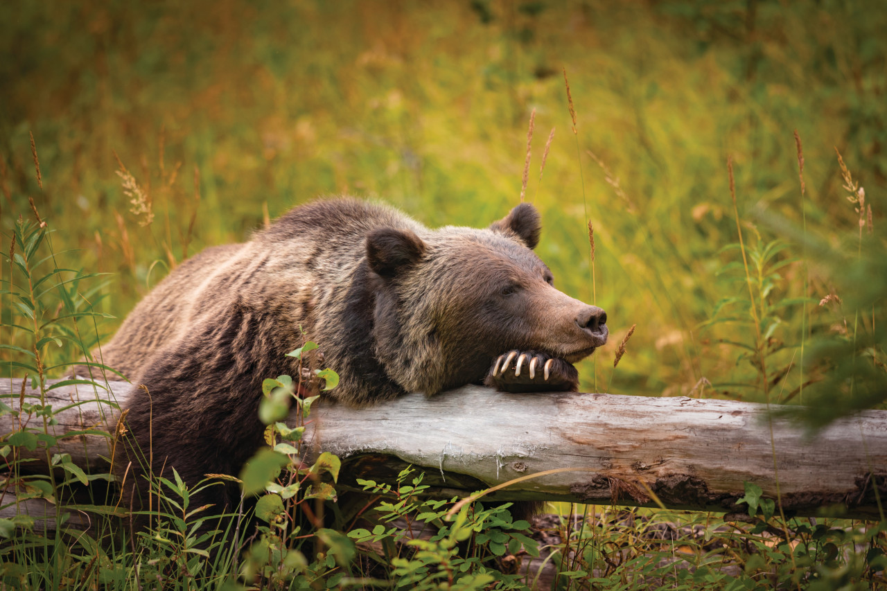 Grizzli dans le Banff National Park.