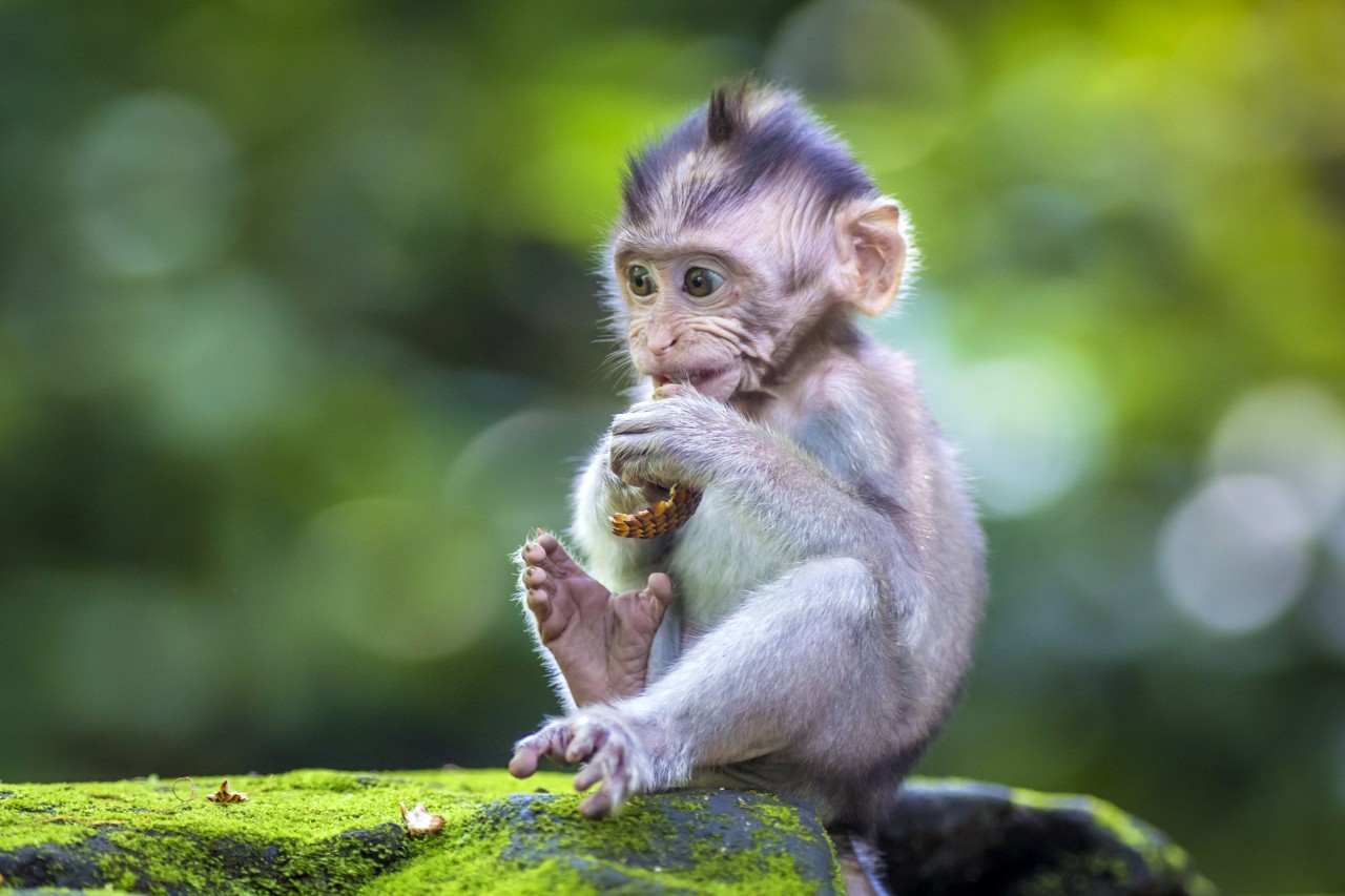 Forêt sacrée des singes.