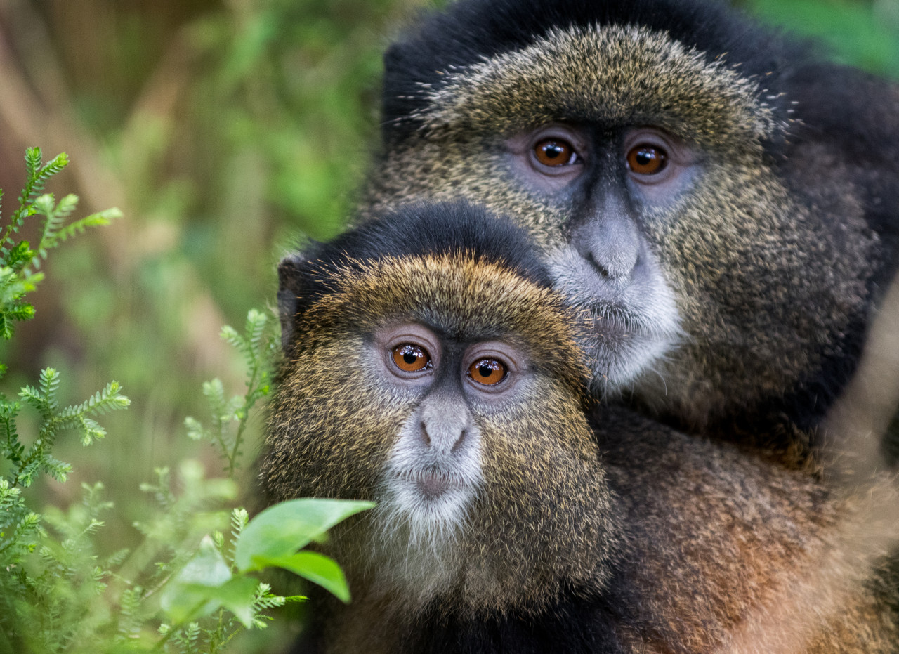 Singes dorés, parc national des volcans.