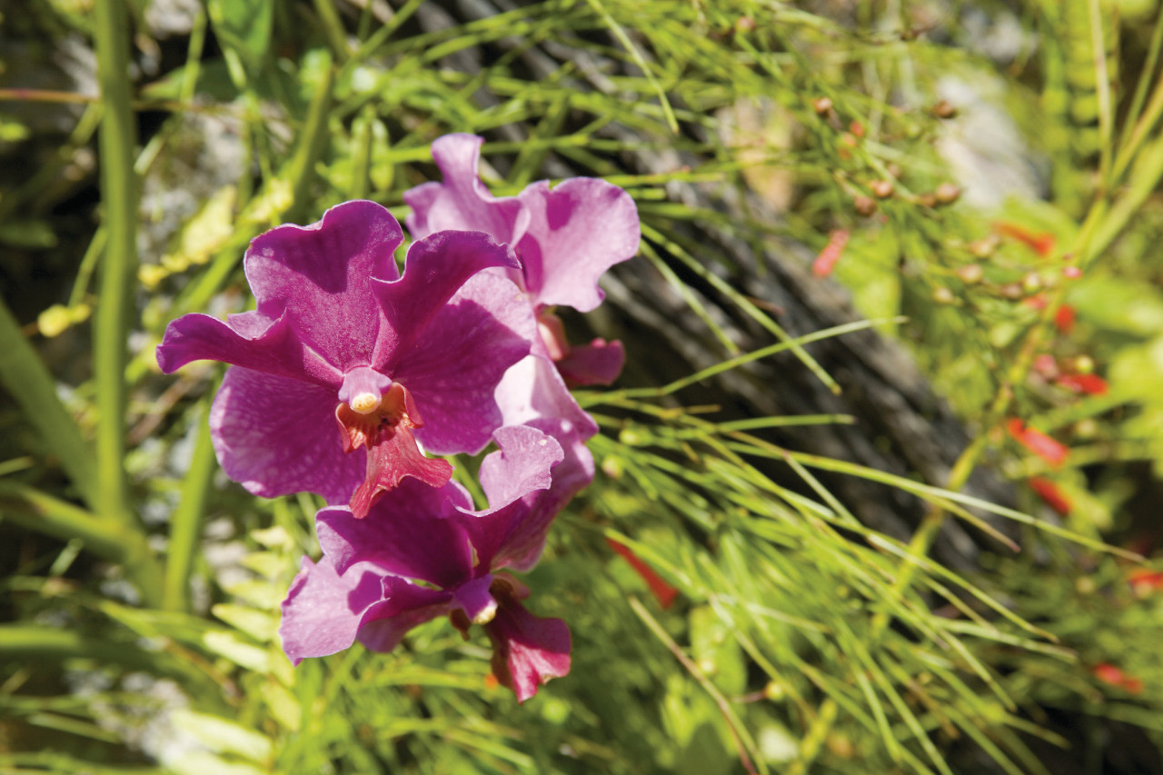 Découvrez la faune et la flore de Prospect Plantation.