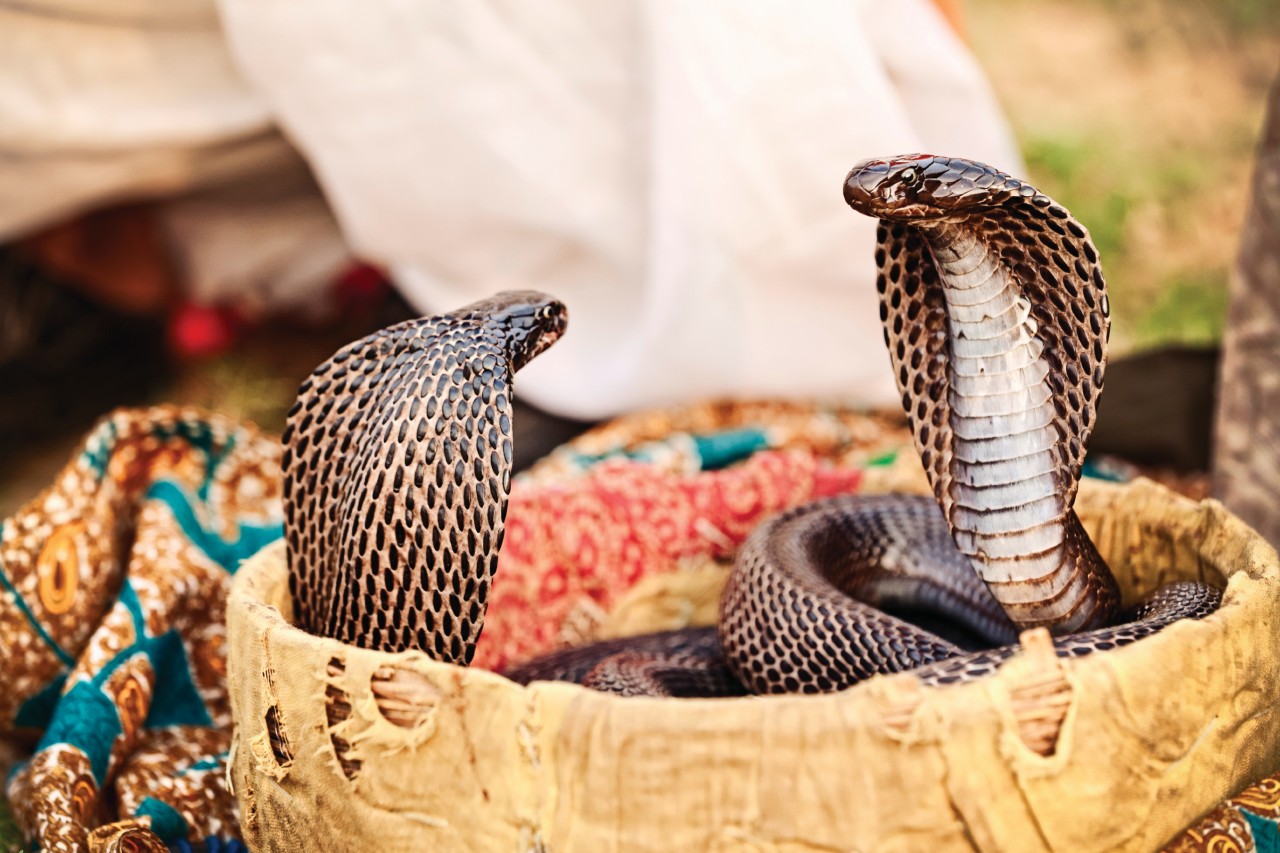 <p>Cobras à Pushkar.</p>