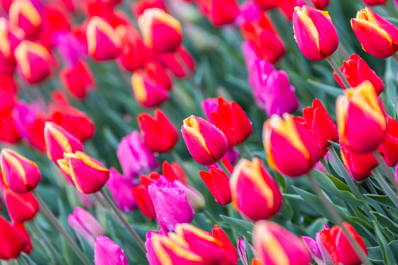 Différentes variétés de tulipes, Lombardie.