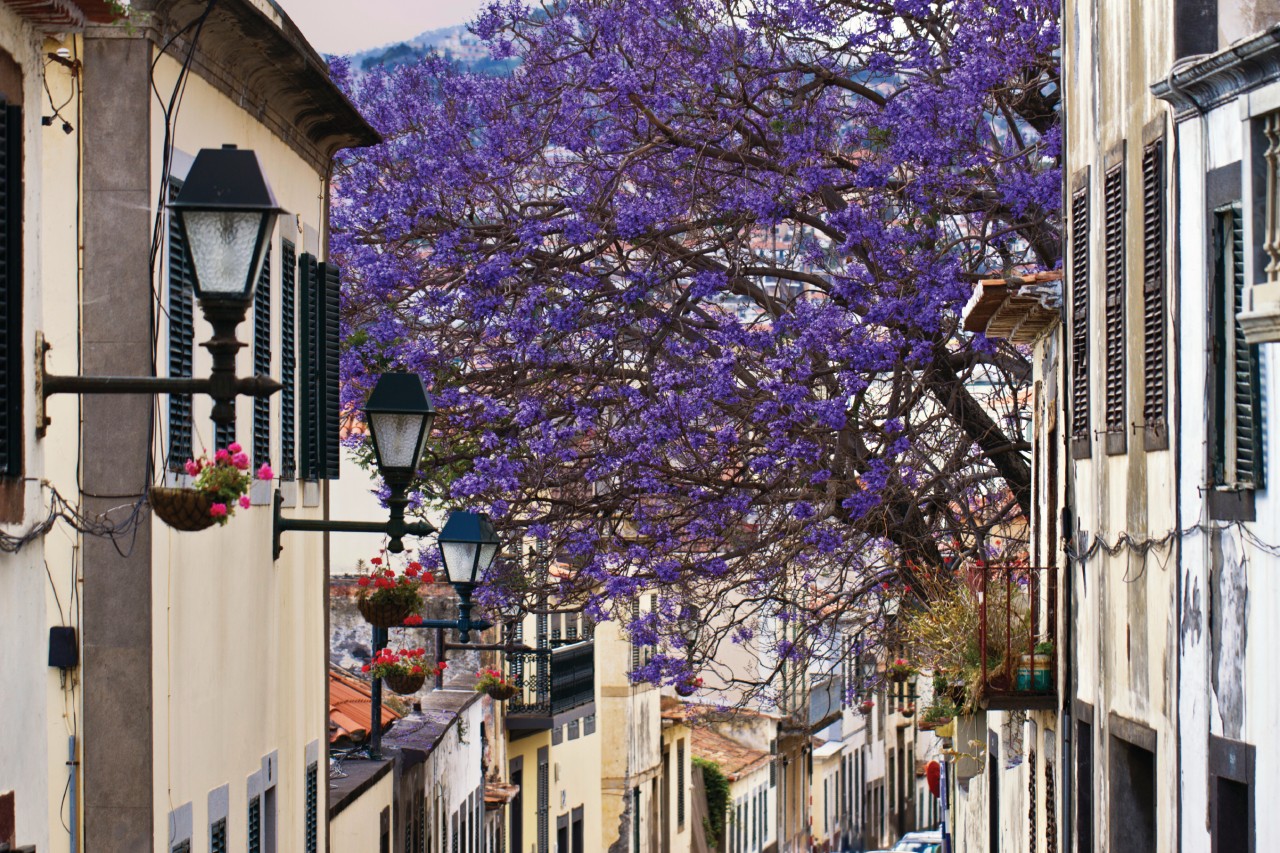 Dans les rues de Funchal.