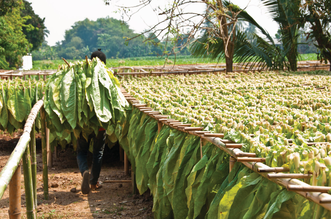 <p>Vallée de Viñales, plantations de tabac.</p>