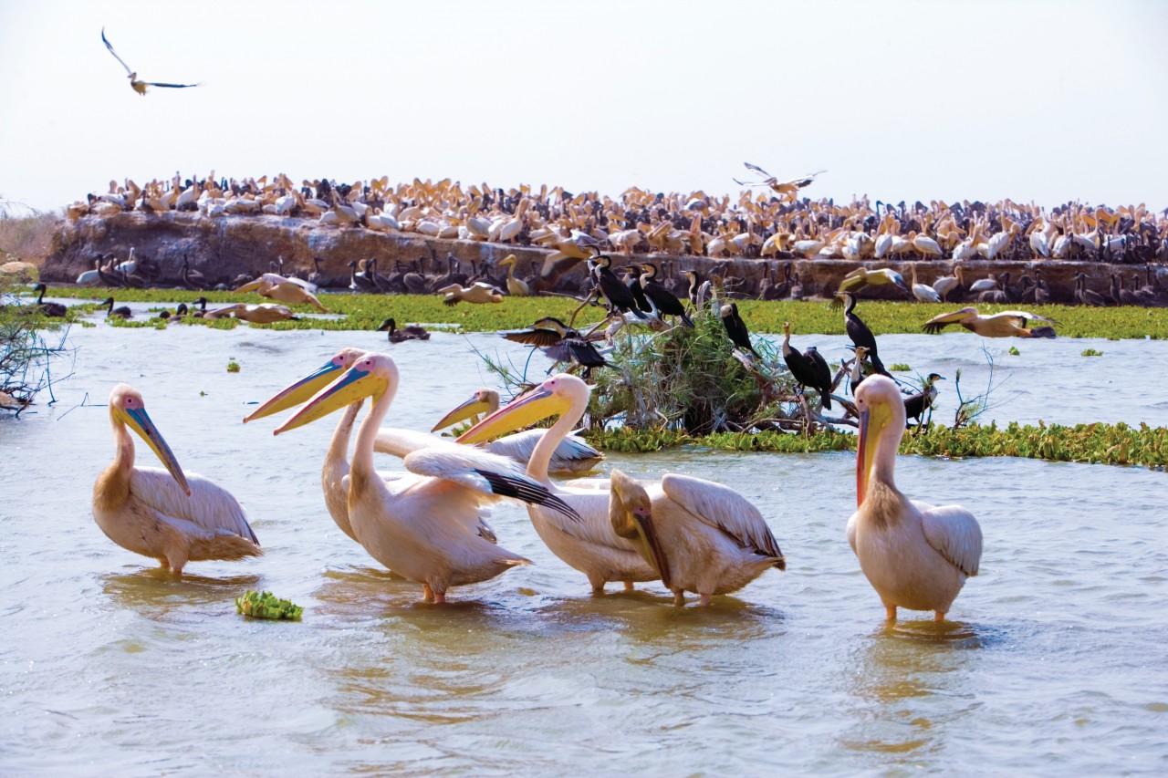 Pélicans dans le parc national du Djoudj.