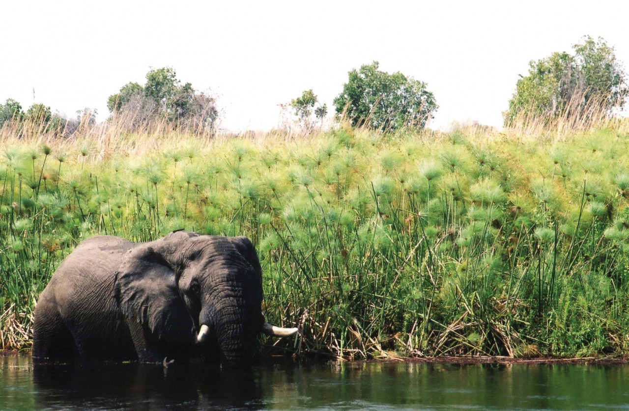 Éléphant dans le lagon de Xakanaxa.