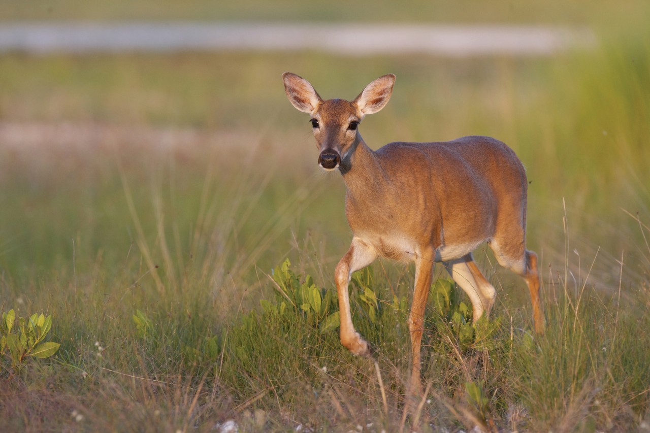 Key Deer National Refuge.