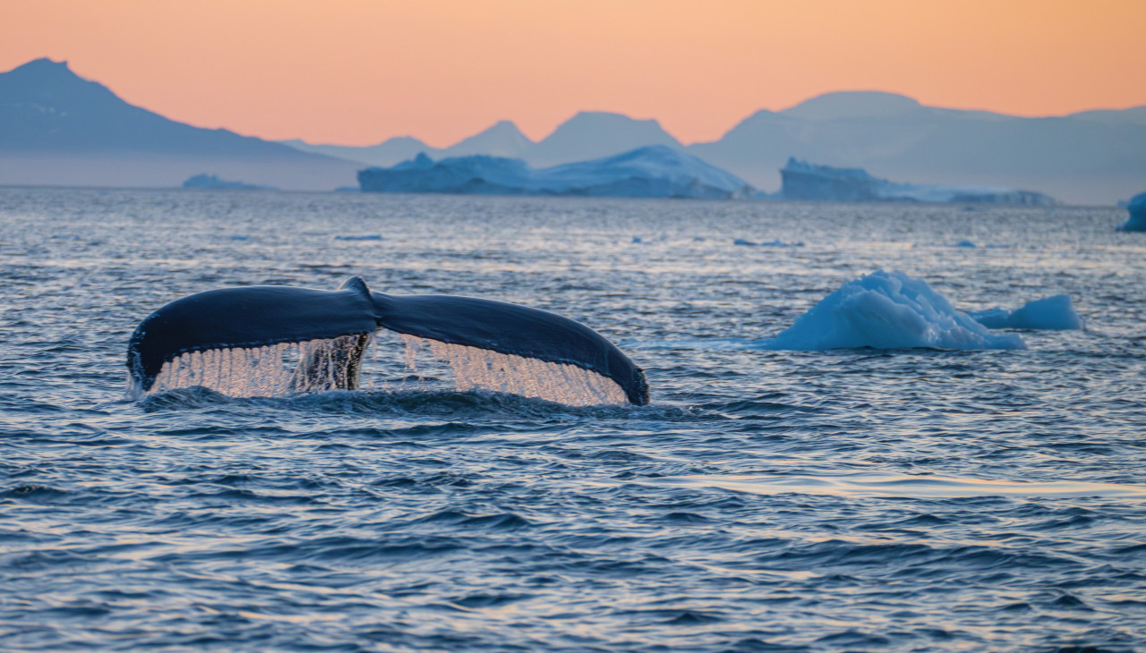 <p>Baleine dans la baie de Disko.</p>