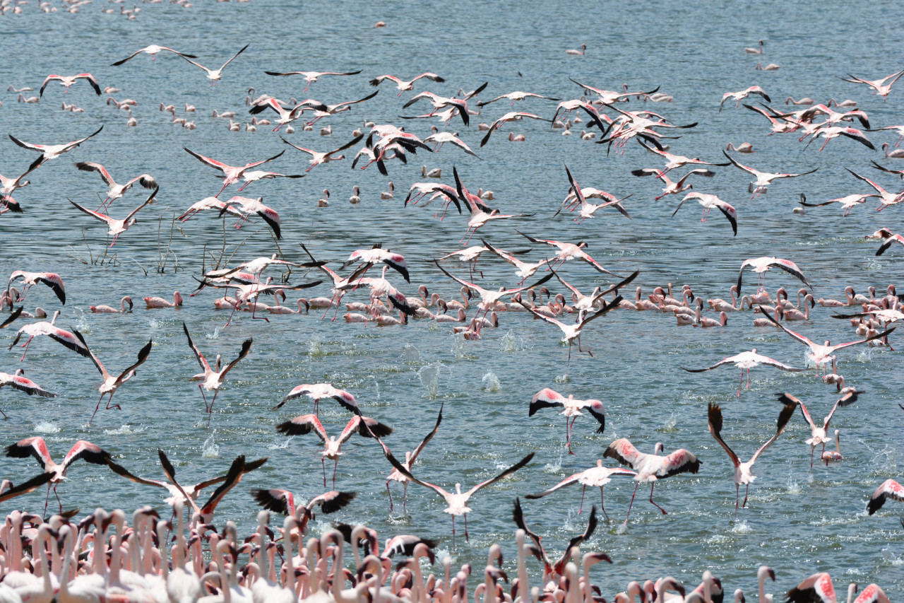 Flamants nains du lac Bogoria