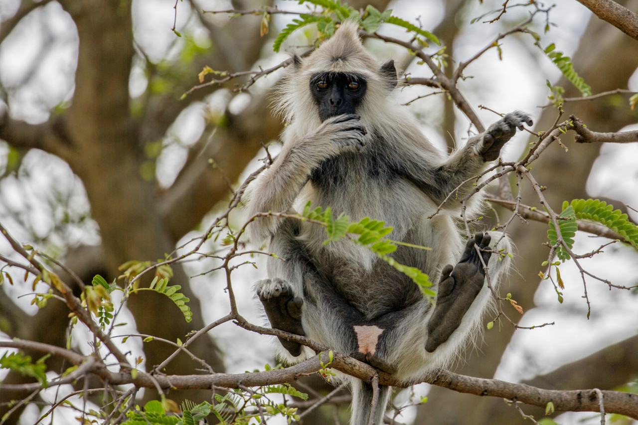 Langur gris dans le style de pensée au sanctuaire de la faune de Chinnar, Marayoor, Kerala, Inde.