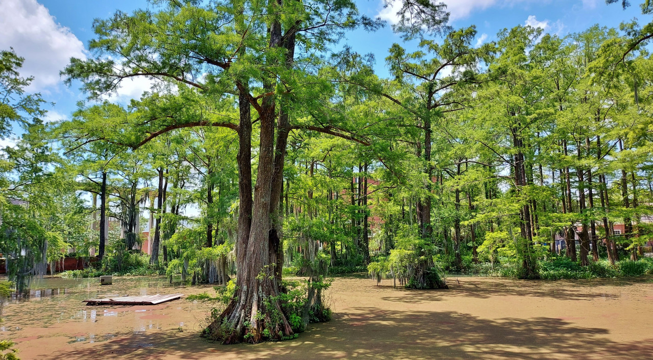 Cypress Lake sur le campus de la University of Louisiana à Lafayette.