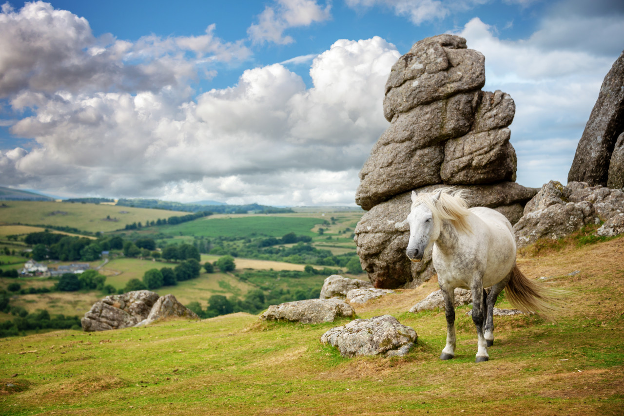 <p>Un poney Dartmoor se promenant dans le Devon.</p>