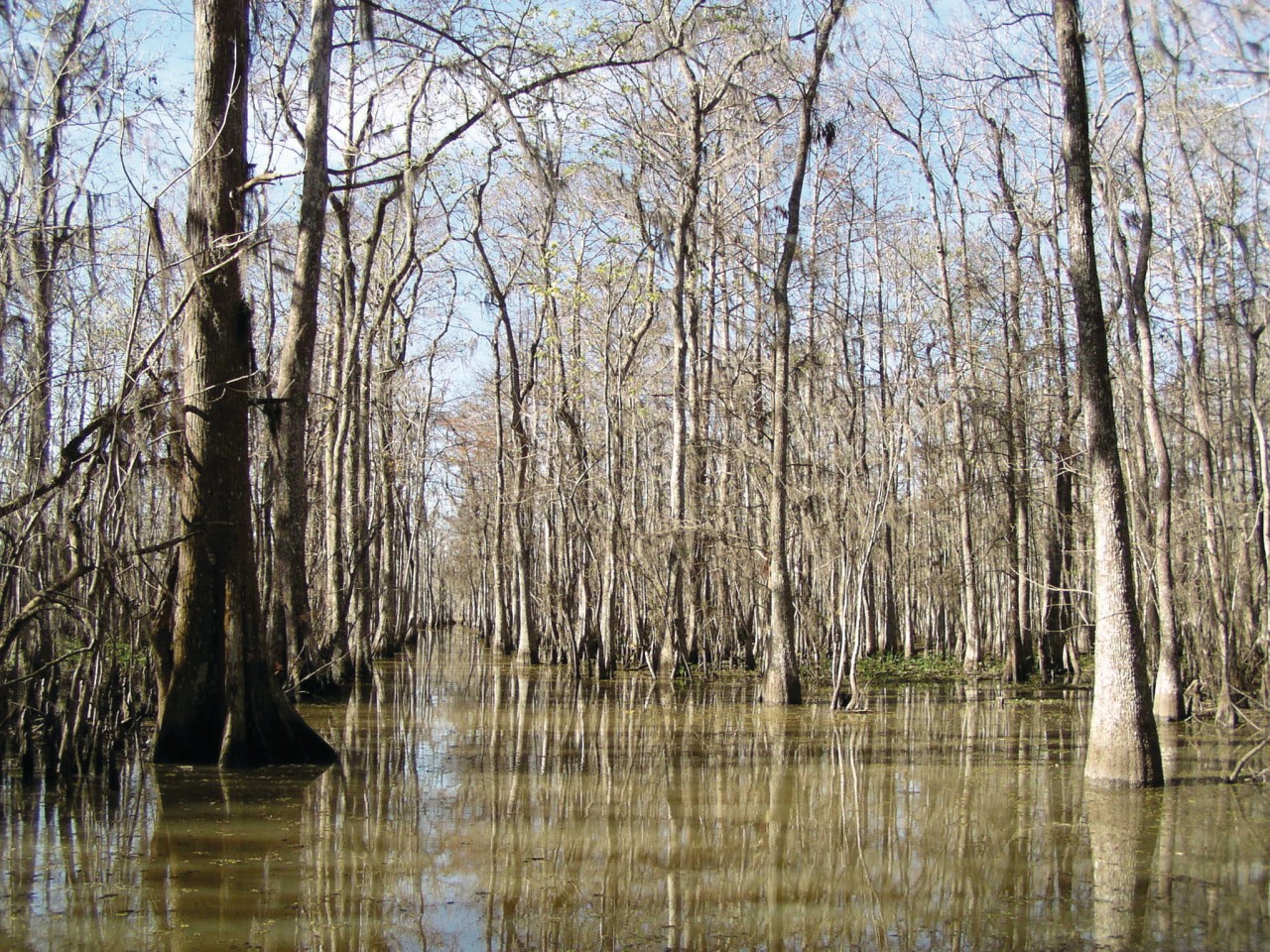 Swamp tour dans la région de Houma.