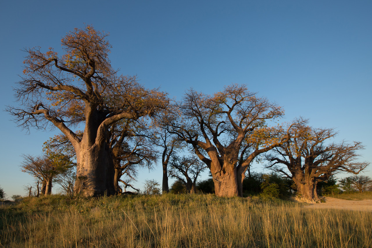 Baines' Baobabs.