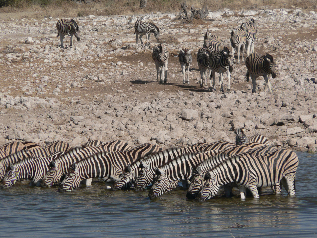 Le parc national d'Etosha est un sanctuaire pour de nombreux animaux.