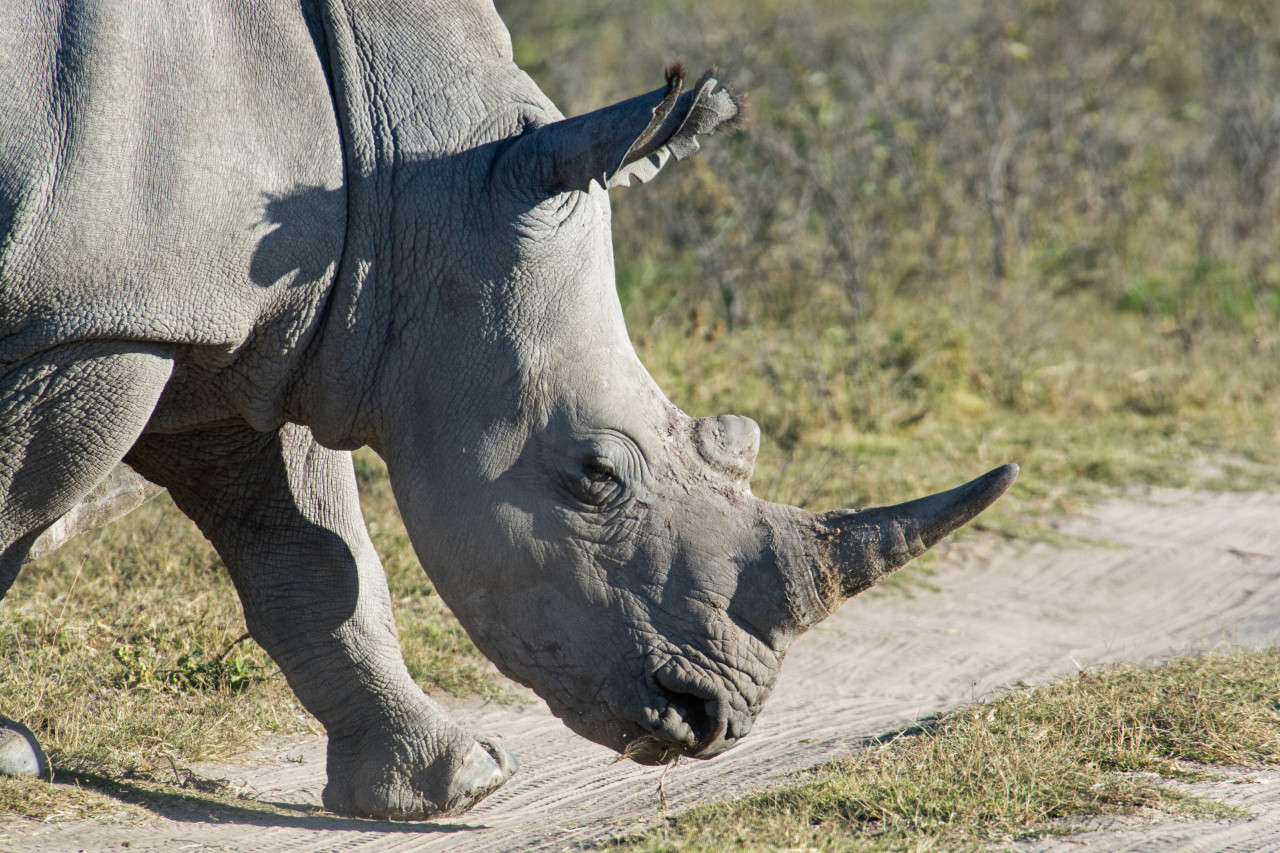 Khama Rhino Sanctuary.