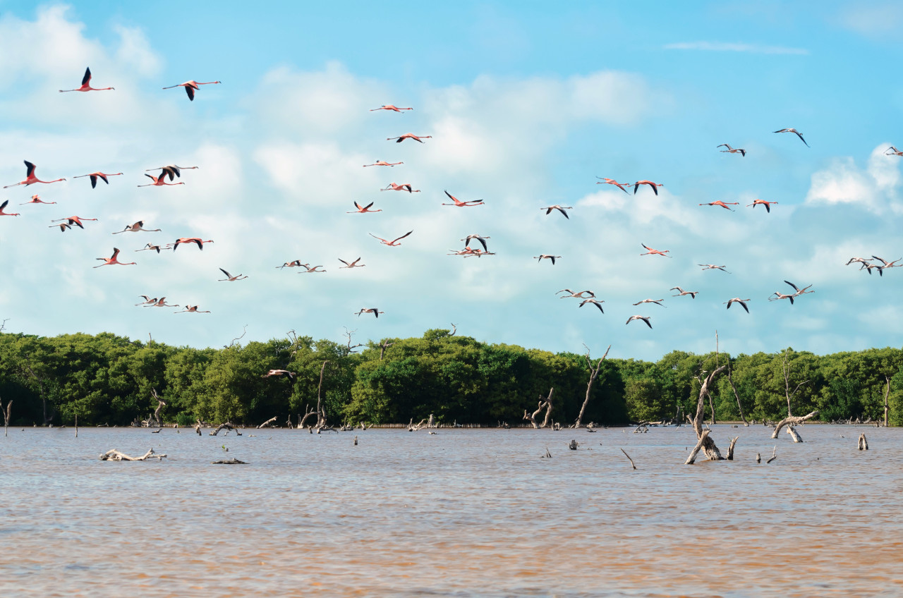 Reserva de la biosfera de Celestún.