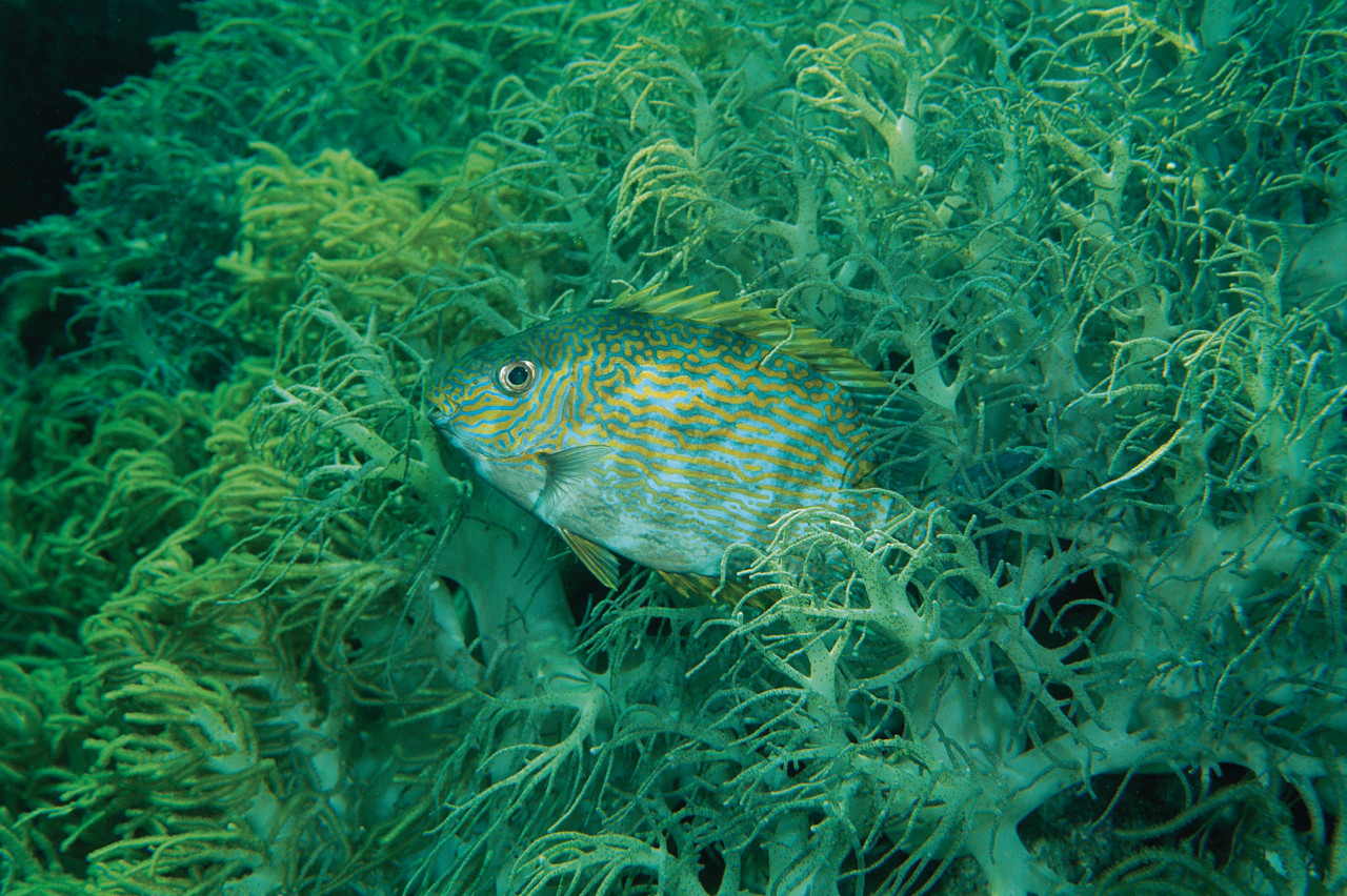 Fonds marins au large de Tubbataha Reef.