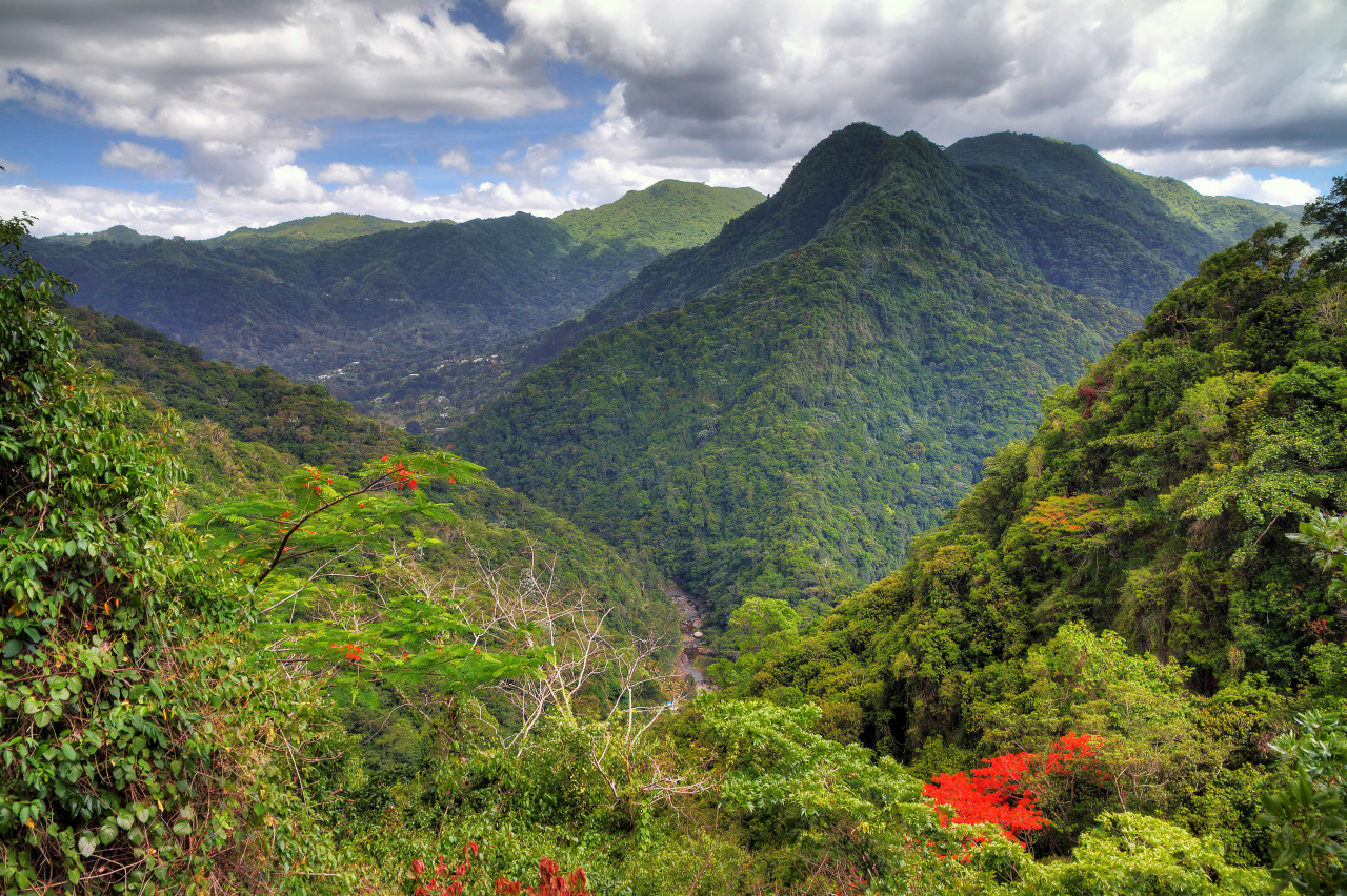 El Yunque national forest.