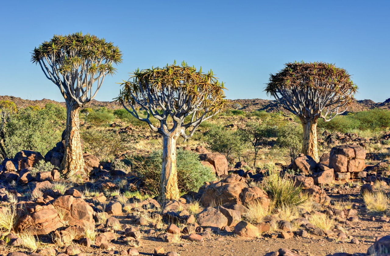 Quiver Tree Forest.