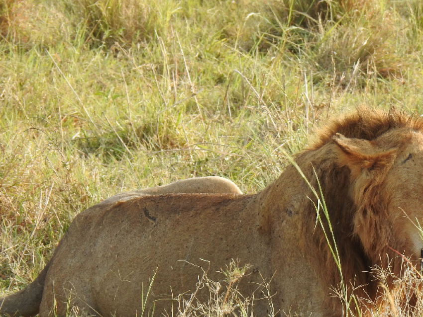 King of the jungle