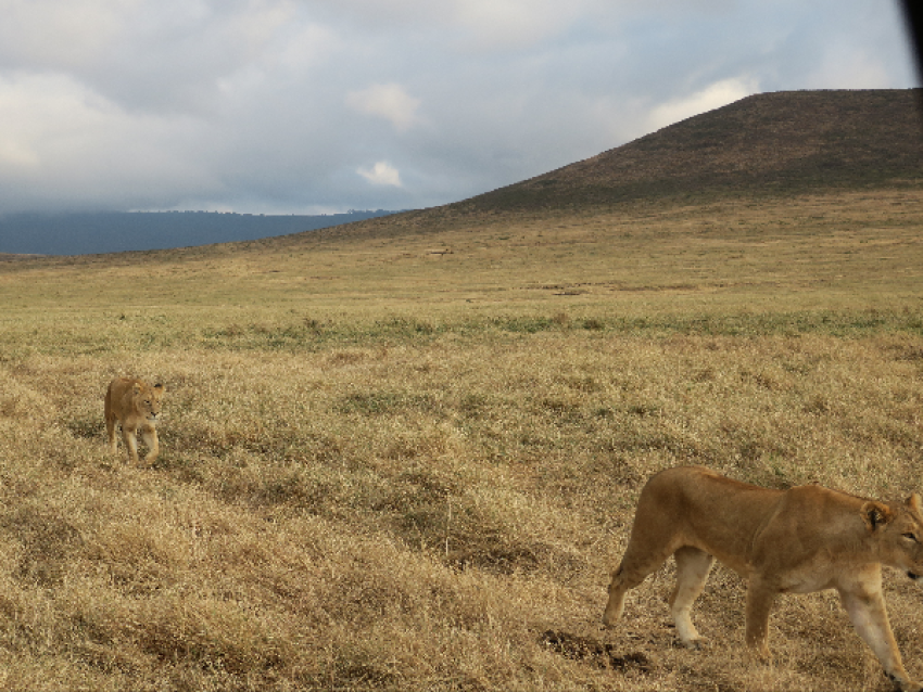 Lions