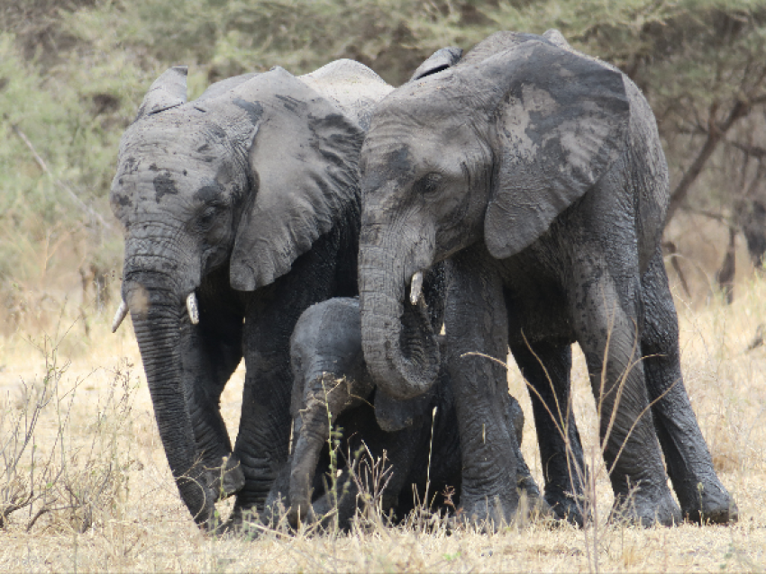 Elephants